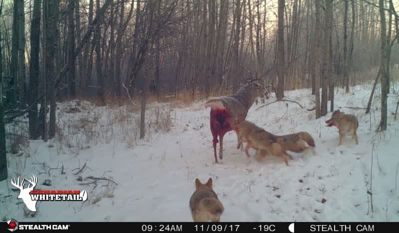 GRAPHIC Trail Cam Pics Show Mature Whitetail Being Eaten Alive by Pack of Coyotes –  Warning Mature Pics