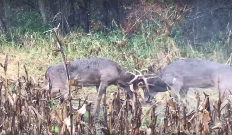 Video: Watching These Mature Bucks Bang Head Gear Will Get Your Blood Pumping