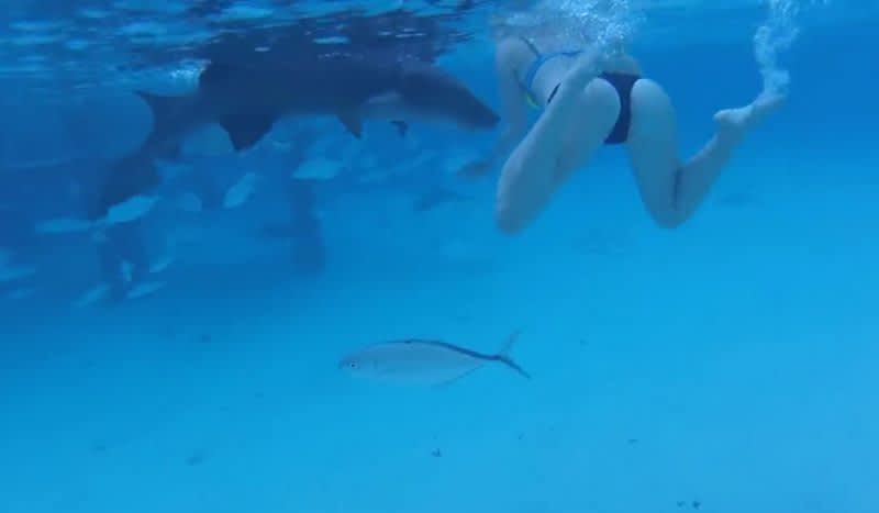 Video: Nurse Shark Confuses Snorkeler for Food