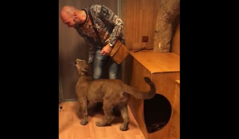 Video: When You Get Home and You’re Greeted by Your Cougar