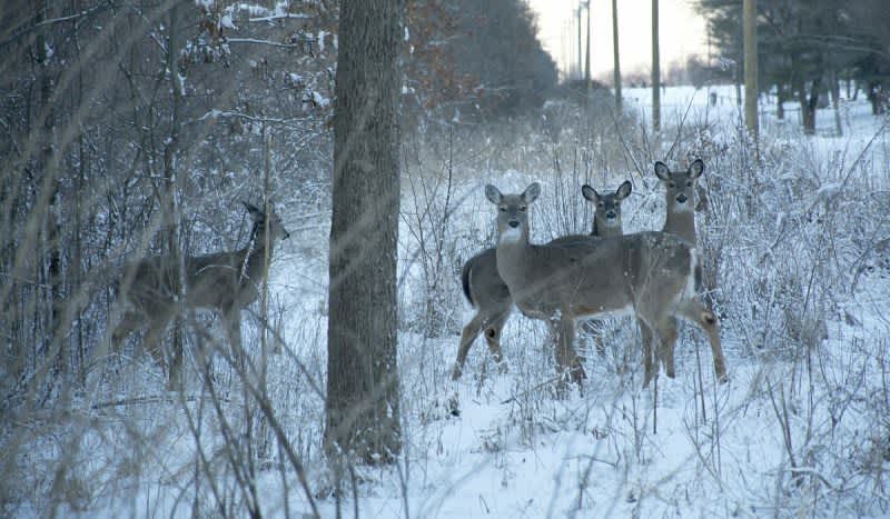Michigan DNR ‘Pilot Program’ Extends Archery Deer Season Until January 2018
