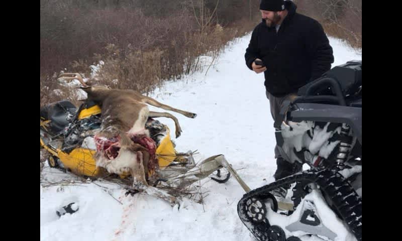 Deer and Snowmobiles Don’t Mix; Here’s Proof