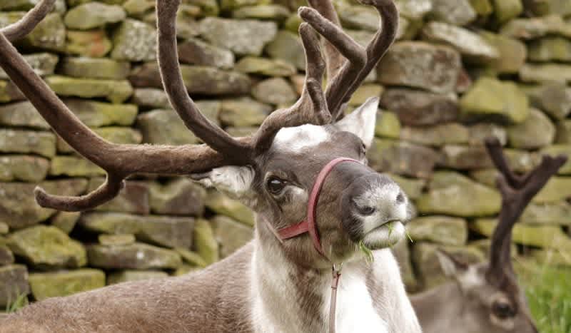 Hotel Chain Offers ‘Reindeer Stay Free’ Promotion This Holiday Season, and We Smell Trouble