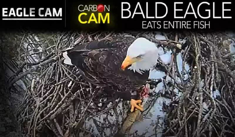 Northern Michigan Live Eagle Cam Receives Upgrades Ahead of Approaching Nesting Season