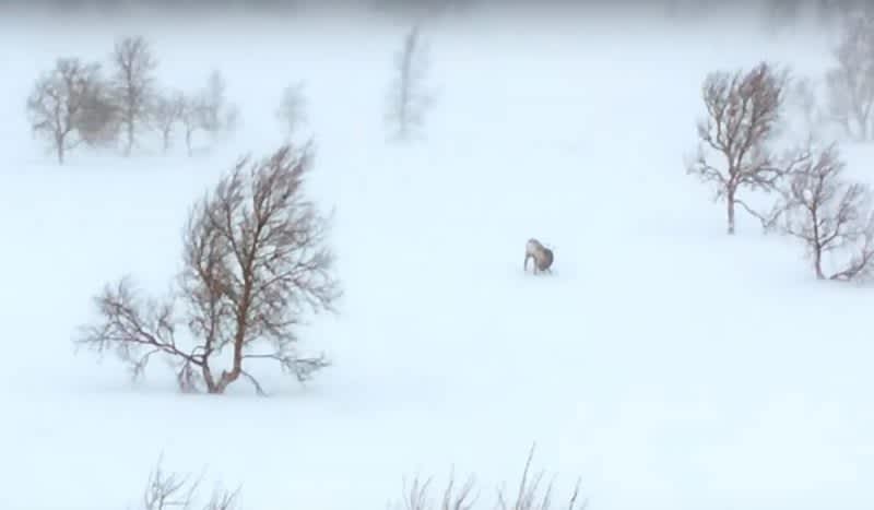 Video: Hunter Captures Footage of Wolverine Attacking Reindeer