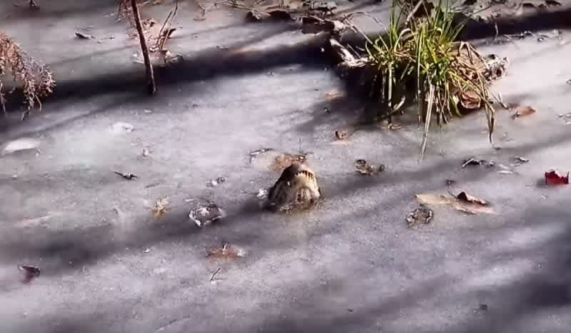 Video: Did You Know Alligators Do This To Survive Brutal Winter Weather?