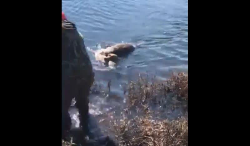 Video: Duck Dog Pulls Off Impressive 200-Yard Water Retrieve on a Dead Deer