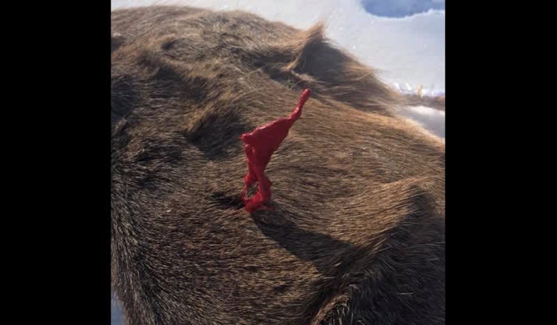 It’s So Cold Outside, this Deer’s Blood Instantly Turned to a ‘Blood-cicle’