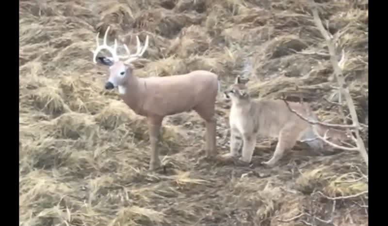 Video: Confused Mountain Lion has Priceless Reaction After Stalking a Deer Decoy