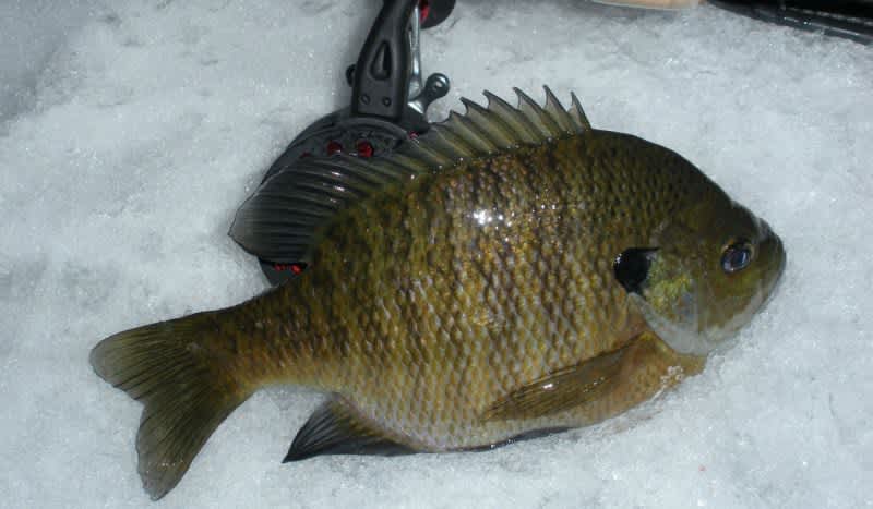 Catching Midseason Ice Gills and Crappies