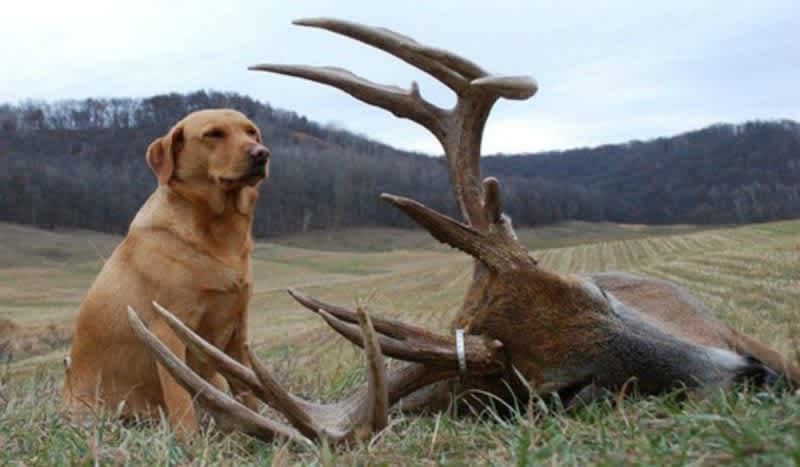 Dogs and Deer: The Rise of Blood Tracking