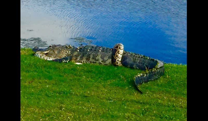 Florida Golfers Find Python Entwined with Alligator and Half Swallowed