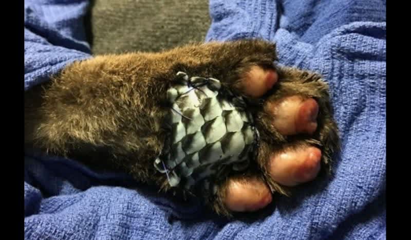 Veterinarians Apply Fish Skin Bandage to Mountain Lion that Suffered Bad Burns