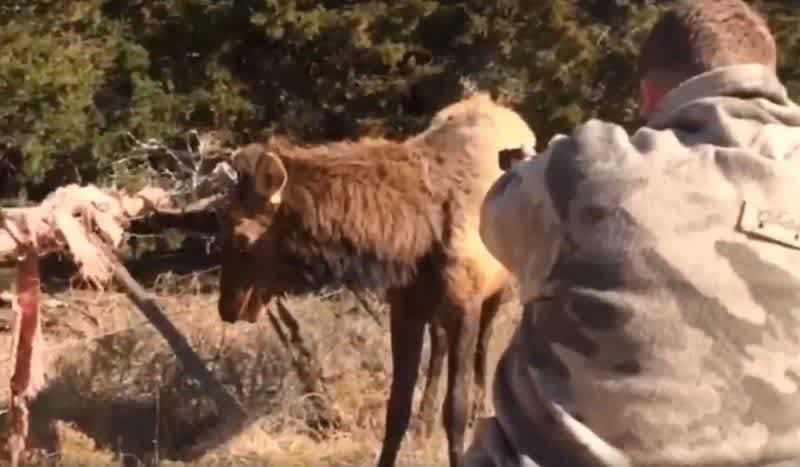 Video: Game Warden Shoots Off Bull Elk’s Antlers to Free it from Electric Fence