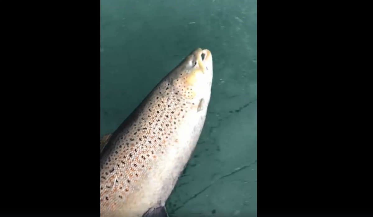 Crazy Video: Brown Trout Jumps from Open Water onto Lake Michigan Ice