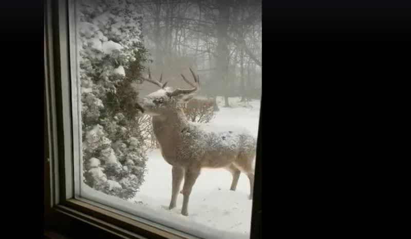Video: Hungry Buck Braces Winter Storm to Eat Some Home Owner’s Shrubs