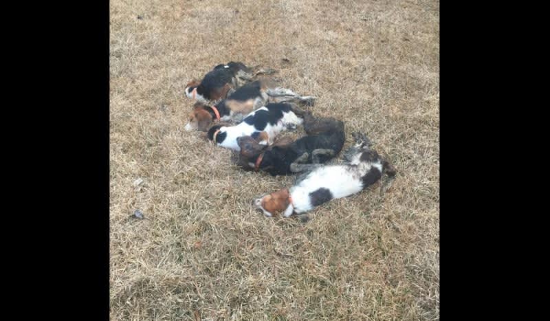 Man Alerts Authorities After Finding His Hunting Dogs Poisoned to Death