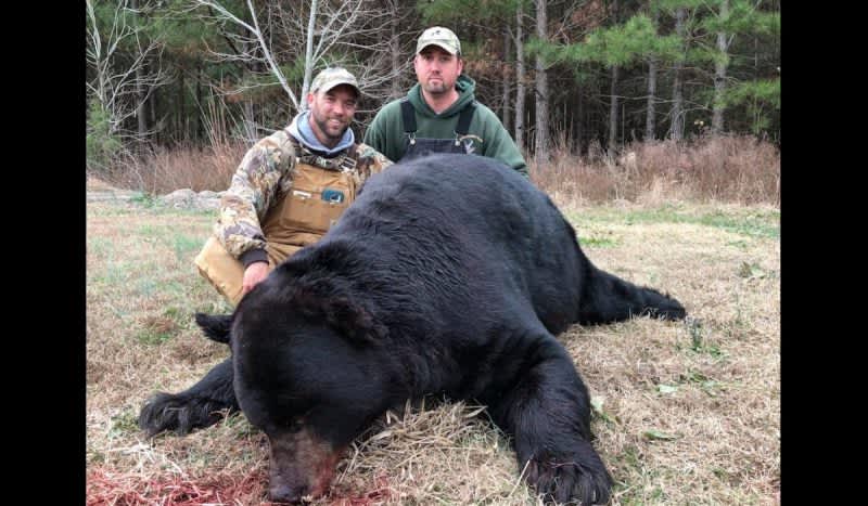 Hunter Shoots 640-Pound Black Bear After Hunting Dogs Drive It Within a Few Feet of Him