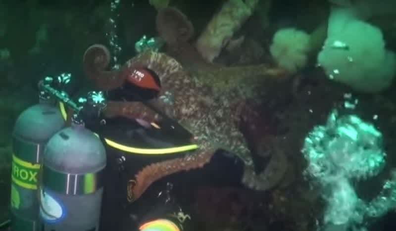 Video: Giant Pacific Octopus Engulfs Scuba Diver’s Head