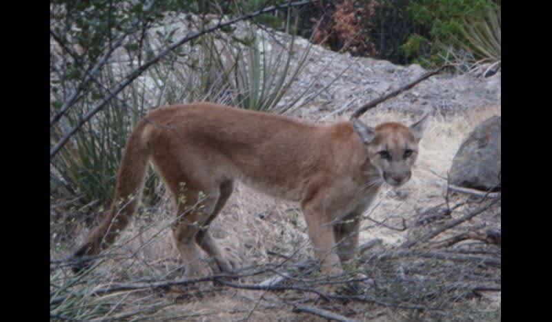 Southern Cal. Wildlife Officials Reverse Policy on Hunting Problematic Mountain Lions that Kill Pets, Livestock