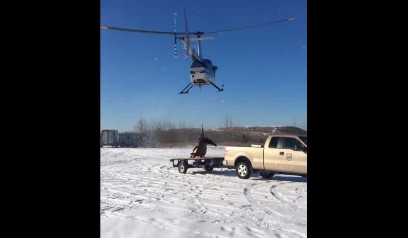 Video: Cow Elk Delivered Via Helicopter as Wildlife Officials Work to Relocate Elk Within Southeastern Kentucky