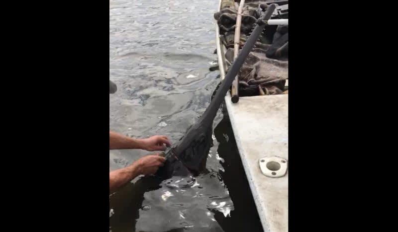 Video: Florida Duck Hunter Helps Rescue Sawfish with Rope Around its Head