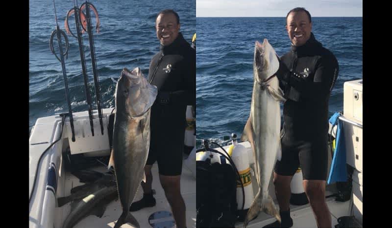 Tiger Woods Rings in 2018 by Going Spear Fishing; Shoots a Cobia and an Amberjack