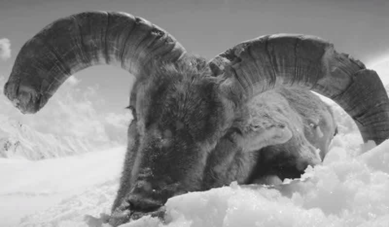 New Film from YETI: Pursuing Blue Sheep in Nepal at 18,000 Feet!