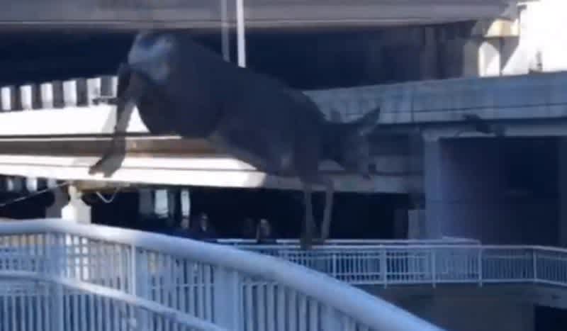 Video: Deer Takes Surprising Escape Route to Get Out of Downtown Louisville