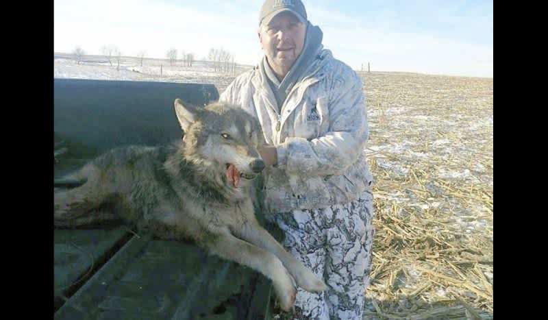Feds Investigate South Dakota Man After He Shoots Possible Gray Wolf