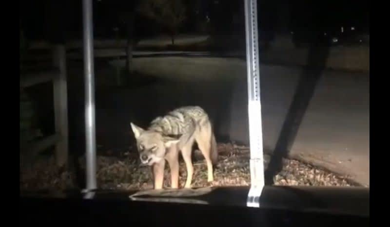 Video: Teenage Girl Films Rabid Coyote Attacking the Family’s Car