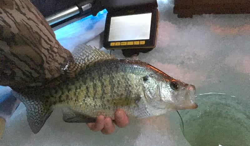 Ice Tactics for Mid- to Late-Winter Bluegills and Crappies