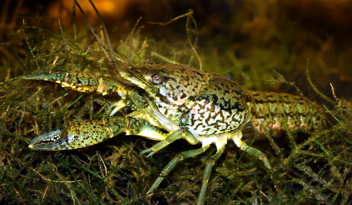 Scientists Say Marbled Crayfish Have the DNA to Take Over the World