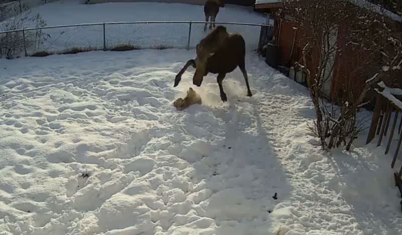 Attack Video: Cow Moose Tramples Cocker Spaniel in Backyard
