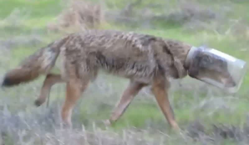 Video: Coyote Rescued After Spending 10 Days with Head Stuck in Plastic Jar