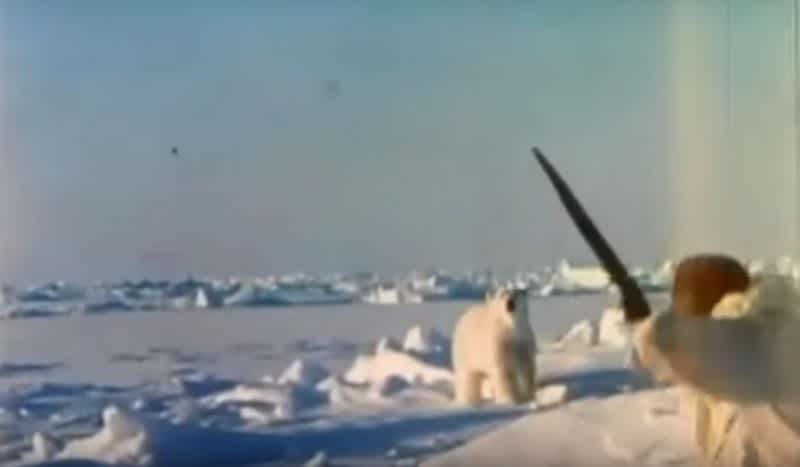 Throwback Thursday Video: Fred Bear Hunts a Polar Bear with a Longbow