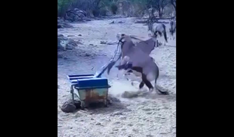 Video: Oryx Gets Surprised by Agitated Python