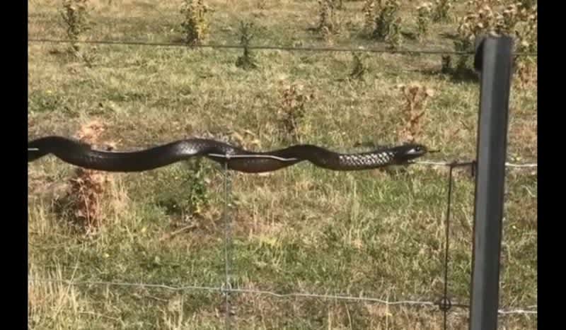 Video: Check Out this Tiger Snake’s Impressive Tightrope Performance