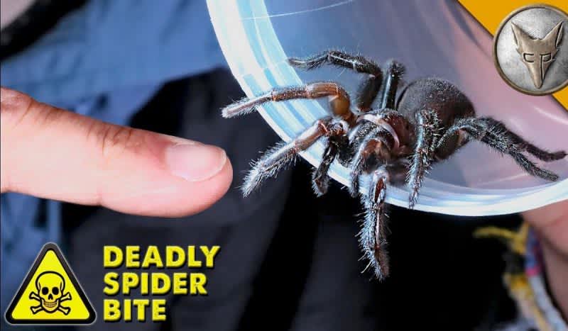 Video: Coyote Peterson Visits the Land Down Under to Learn More About the World’s Deadliest Spider Bite