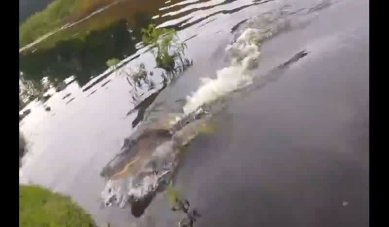 Video: Why You Should Keep Your Head on Swivel When Fishing in Gator Country
