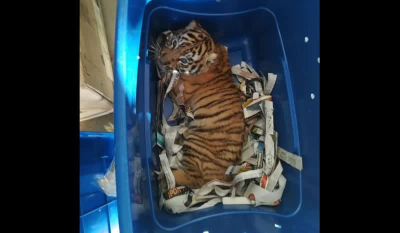 Mexican Authorities Find Bengal Tiger Cub Shipped by Express Mail