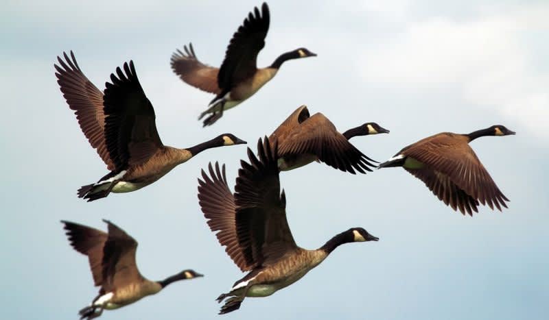 Waterfowl Hunter Hit in Head by Dead Goose is Airlifted to Hospital
