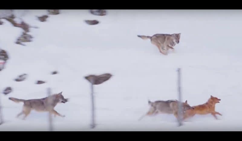 Video: Brave Dog Barely Escapes Wolf Pack
