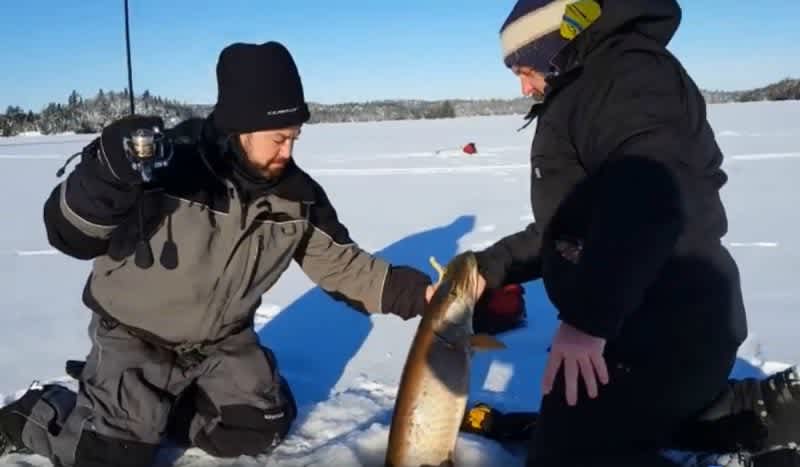 Video: Back-to-Back Muskies — While Ice Fishing!