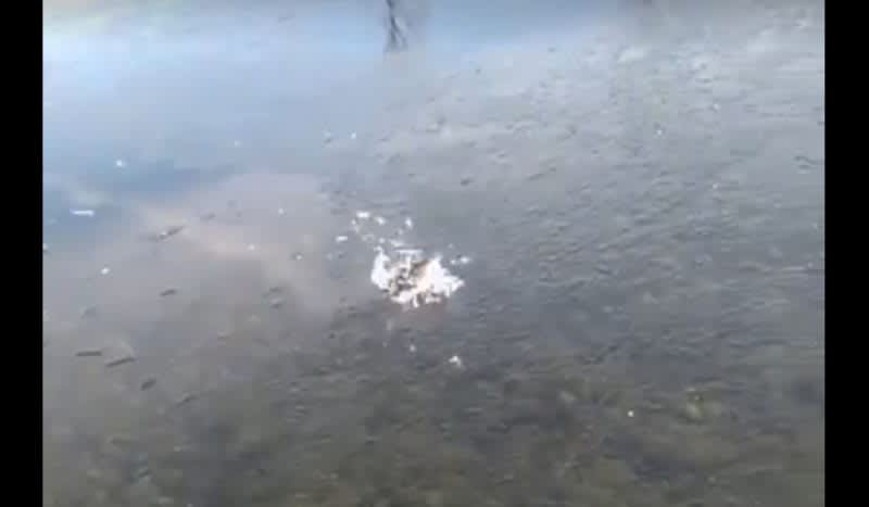 Video: Bass Smashes Through the Ice to Gulp Topwater Lure