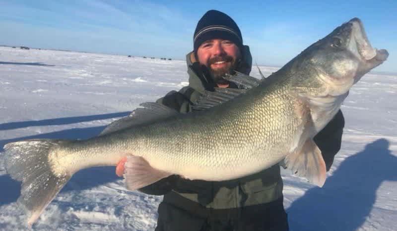 Huge Fish Alert: Manitoba’s Lake Winnipeg Walleyes Are on Fire!