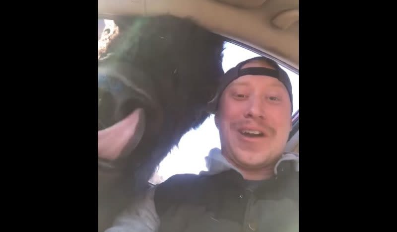 Video: These People Are Just A Little Too Comfortable Around Bison