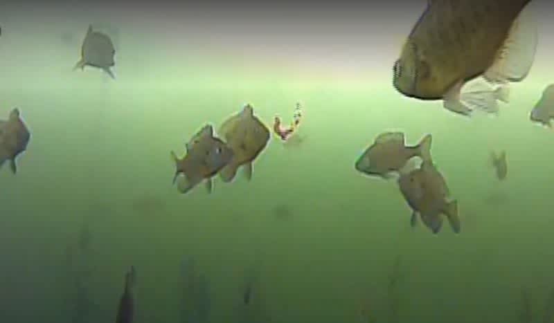 Video: Underwater Camera Captures Northern Pike Hammering Bluegill