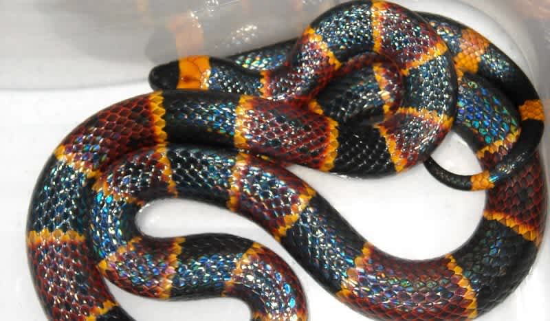 Student Bitten by Coral Snake After Bringing it to School