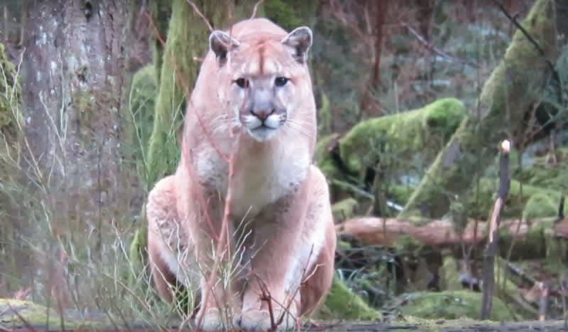 Video: Man Records Chilling Encounter of Cougar Stalking Him For Over an Hour